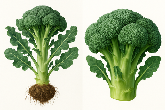 Broccoli (Stem) Artwork Show the entire, mature plant upright with true-to-type, healthy foliage, the edible part visible, and in a small clump of natural soil. Use a solid, clean white background in a high-detail, fresh botanical catalog style for an online store.
Also show a close-up of the mature edible part (such as fruit, leaf, head, or flower) alone, on the same solid white background with accurate color, texture, and premium, fresh-picked appearance.
