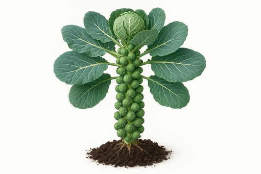Brussels Sprouts Jade Cross Show the entire, mature plant upright with true-to-type, healthy foliage, the edible part visible, and in a small clump of natural soil. Use a solid, clean white background in a high-detail, fresh botanical catalog style for an online store.
Also show a close-up of the mature edible part (such as fruit, leaf, head, or flower) alone, on the same solid white background with accurate color, texture, and premium, fresh-picked appearance.
