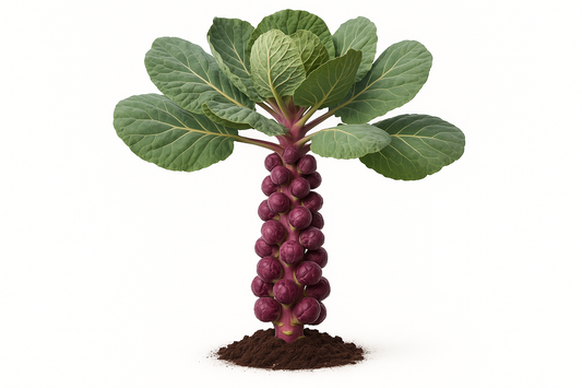 Brussels Sprouts Tasty Red Show the entire, mature plant upright with true-to-type, healthy foliage, the edible part visible, and in a small clump of natural soil. Use a solid, clean white background in a high-detail, fresh botanical catalog style for an online store.
Also show a close-up of the mature edible part (such as fruit, leaf, head, or flower) alone, on the same solid white background with accurate color, texture, and premium, fresh-picked appearance.
