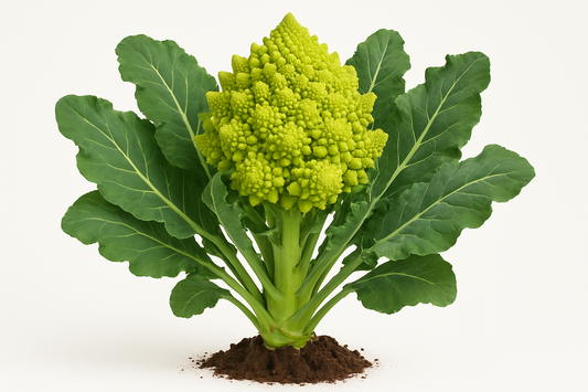 Cauliflower Veronica- Romanesco Show the entire, mature plant upright with true-to-type, healthy foliage, the edible part visible, and in a small clump of natural soil. Use a solid, clean white background in a high-detail, fresh botanical catalog style for an online store.
Also show a close-up of the mature edible part (such as fruit, leaf, head, or flower) alone, on the same solid white background with accurate color, texture, and premium, fresh-picked appearance.
