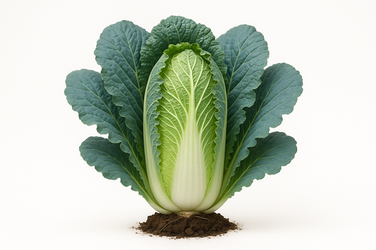 Chinese Cabbage Chinese Blues Show the entire, mature plant upright with true-to-type, healthy foliage, the edible part visible, and in a small clump of natural soil. Use a solid, clean white background in a high-detail, fresh botanical catalog style for an online store.
Also show a close-up of the mature edible part (such as fruit, leaf, head, or flower) alone, on the same solid white background with accurate color, texture, and premium, fresh-picked appearance.
