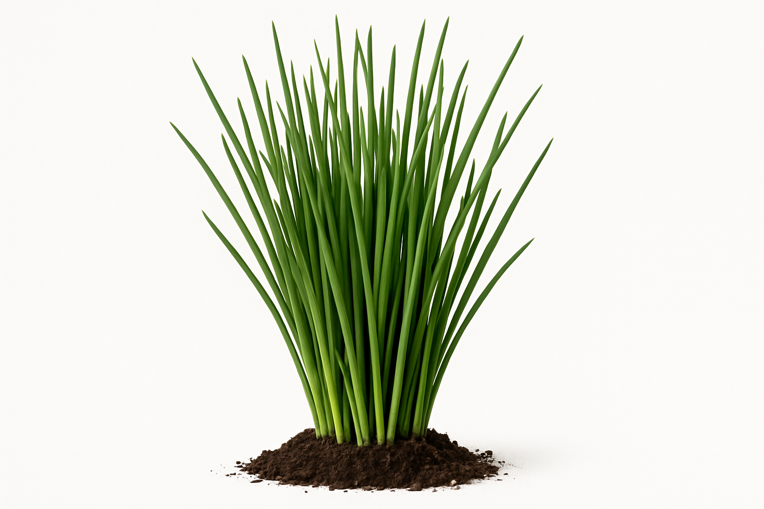 chives Show the entire, mature plant upright with true-to-type, healthy foliage, and in a small clump of natural soil. Use a solid, clean white background in a high-detail, fresh botanical catalog style for an online store.