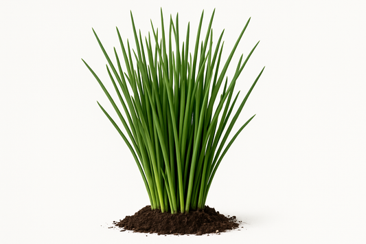 chives Show the entire, mature plant upright with true-to-type, healthy foliage, and in a small clump of natural soil. Use a solid, clean white background in a high-detail, fresh botanical catalog style for an online store.