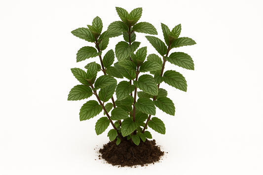 chocolate mint Show the entire, mature plant upright with true-to-type, healthy foliage, and in a small clump of natural soil. Use a solid, clean white background in a high-detail, fresh botanical catalog style for an online store.