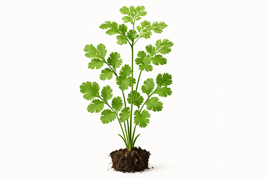 Cilantro Show the entire, mature plant upright with true-to-type, healthy foliage, the edible part visible, and in a small clump of natural soil. Use a solid, clean white background in a high-detail, fresh botanical catalog style for an online store.
Also show a close-up of the mature edible part (such as fruit, leaf, head, or flower) alone, on the same solid white background with accurate color, texture, and premium, fresh-picked appearance.
