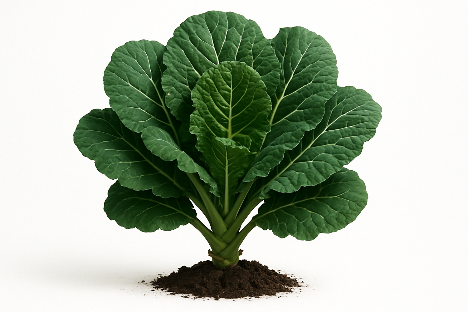 Collards Georgia Show the entire, mature plant upright with true-to-type, healthy foliage, the edible part visible, and in a small clump of natural soil. Use a solid, clean white background in a high-detail, fresh botanical catalog style for an online store.
Also show a close-up of the mature edible part (such as fruit, leaf, head, or flower) alone, on the same solid white background with accurate color, texture, and premium, fresh-picked appearance.
