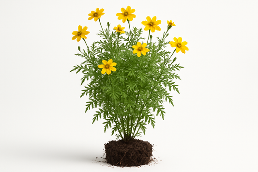 copper canyon daisy Show the entire, mature plant upright with true-to-type, healthy foliage, and in a small clump of natural soil. Use a solid, clean white background in a high-detail, fresh botanical catalog style for an online store.
