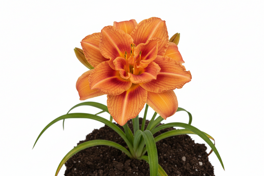 Daylily Double Orange