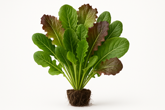 Elegance Greens Mix  Show the entire, mature plant upright with true-to-type, healthy foliage, the edible part visible, and in a small clump of natural soil. Use a solid, clean white background in a high-detail, fresh botanical catalog style for an online store.
Also show a close-up of the mature edible part (such as fruit, leaf, head, or flower) alone, on the same solid white background with accurate color, texture, and premium, fresh-picked appearance

