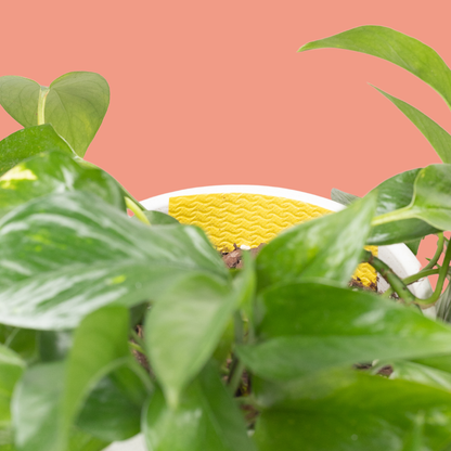 Trampas adhesivas para mosquitos con caja de hojalata, paquete de 20