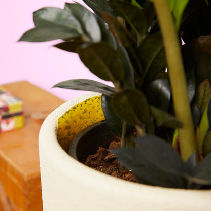 Trampas adhesivas para mosquitos con caja de hojalata, paquete de 20