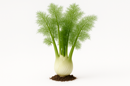 fennel Florence (bulging) Show the entire, mature plant upright with true-to-type, healthy foliage, and in a small clump of natural soil. Use a solid, clean white background in a high-detail, fresh botanical catalog style for an online store.