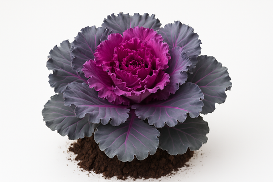 flowering cabbage pigeon purple plant product with some soil and a white background 