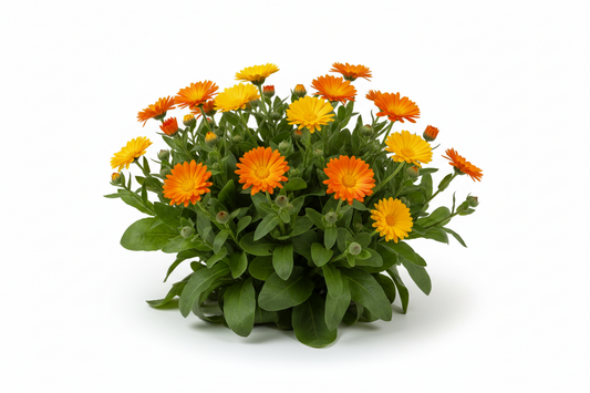 Calendula Flashback Organic