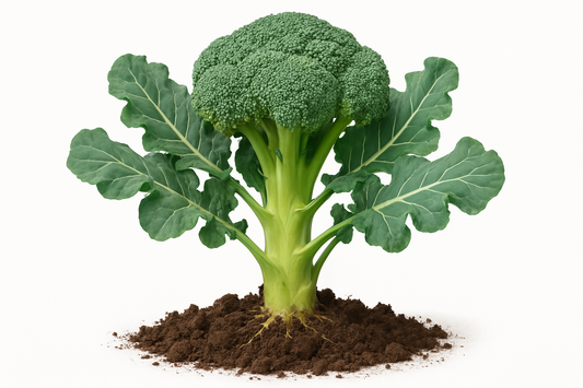 Generate two professional product images for Broccoli Marathon:
Show the entire, mature plant upright with true-to-type, healthy foliage, the edible part visible, and in a small clump of natural soil. Use a solid, clean white background in a high-detail, fresh botanical catalog style for an online store.
Also show a close-up of the mature edible part (such as fruit, leaf, head, or flower) alone, on the same solid white background with accurate color, texture, and premium, fresh-picked appearance.
