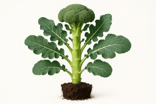 Generate two professional product images for Broccoli Premier :
Show the entire, mature plant upright with true-to-type, healthy foliage, the edible part visible, and in a small clump of natural soil. Use a solid, clean white background in a high-detail, fresh botanical catalog style for an online store.
Also show a close-up of the mature edible part (such as fruit, leaf, head, or flower) alone, on the same solid white background with accurate color, texture, and premium, fresh-picked appearance.
