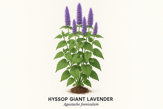  Hyssop Giant Lavender Show the entire, mature plant upright with true-to-type, healthy foliage, the edible part visible, and in a small clump of natural soil. Use a solid, clean white background in a high-detail, fresh botanical catalog style for an online store.
Also show a close-up of the mature edible part (such as fruit, leaf, head, or flower) alone, on the same solid white background with accurate color, texture, and premium, fresh-picked appearance.
