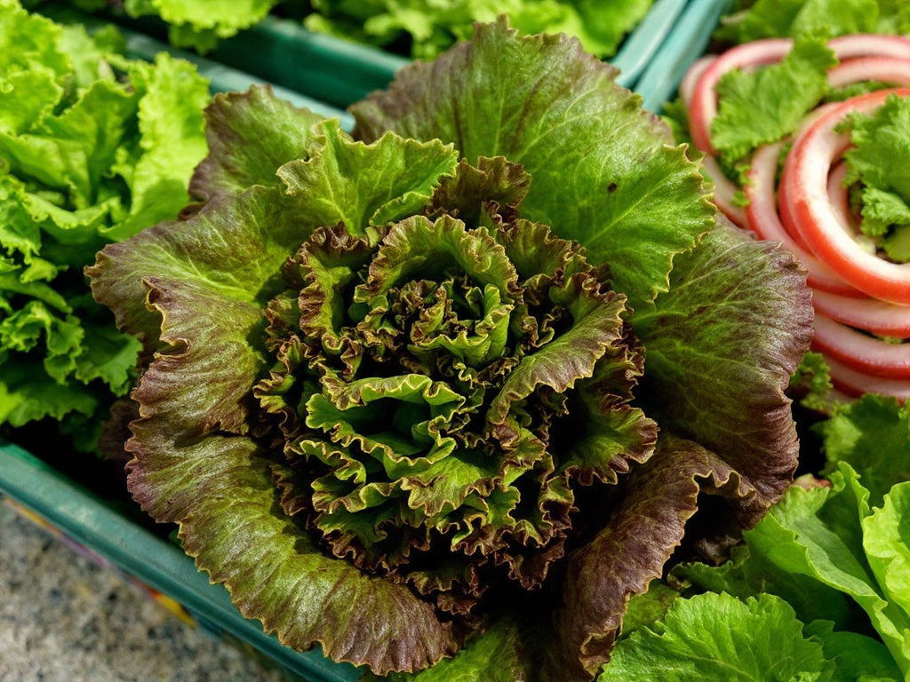 Leaf Lettuce