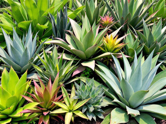 Agave