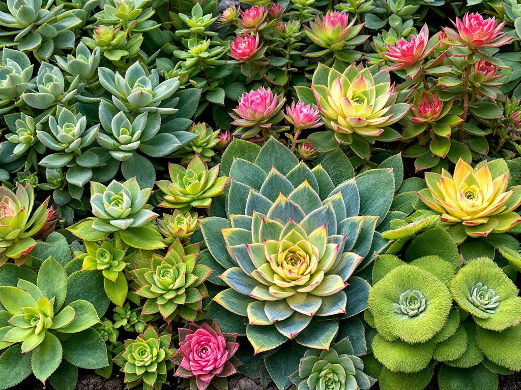 Aeonium