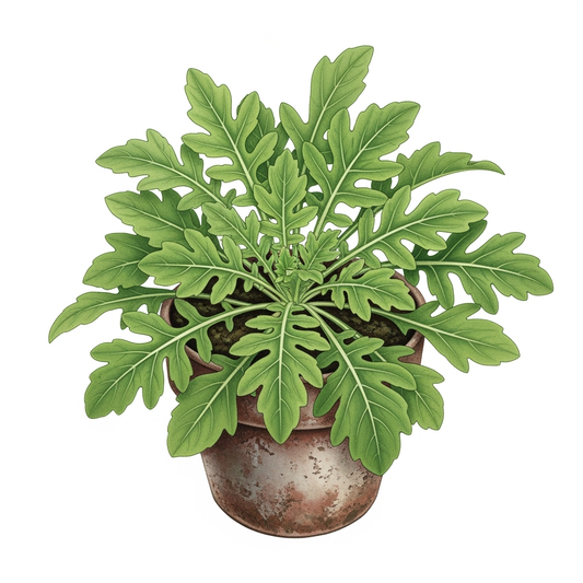 Arugula Astro Organic