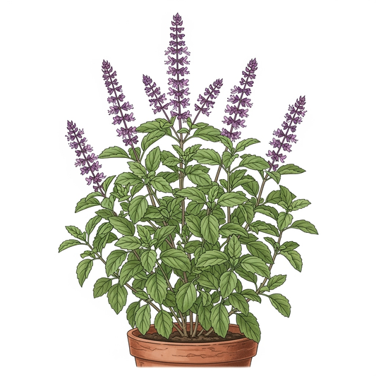 Albahaca, Santa Orgánica