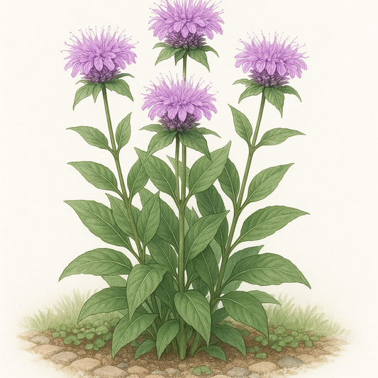 Bálsamo de abeja Peter's Purple Organic