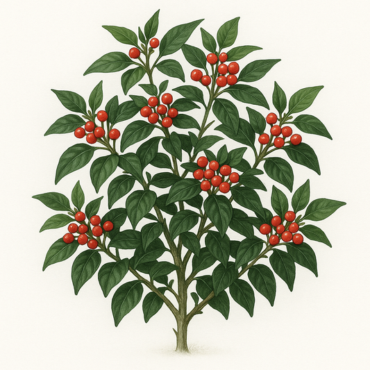 Pimienta Chilpequin, Tepin