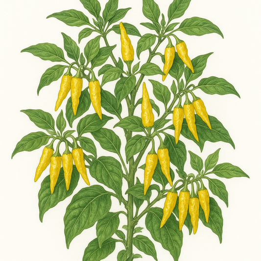 Gota de limón y ají picante