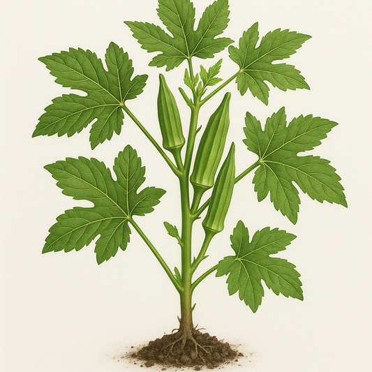 Okra Clemson Spineless Organic