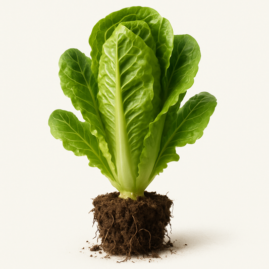 Lechuga Pequeña Joya