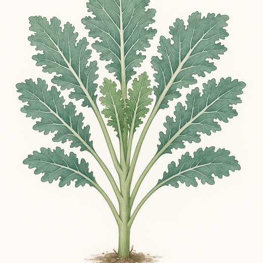 Col rizada rusa blanca