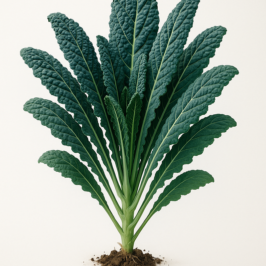 Kale Toscano (Lacinato/Dinosaurio) Orgánico