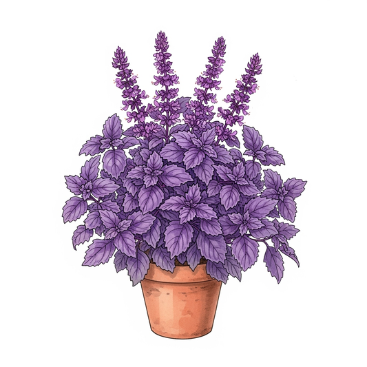 Albahaca, volantes morados