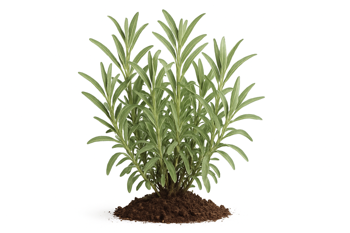 Jerusalem sage (narrow leaf) Show the entire, mature plant upright with true-to-type, healthy foliage, and in a small clump of natural soil. Use a solid, clean white background in a high-detail, fresh botanical catalog style for an online store.
