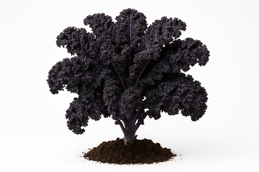 Kale Black MAgic Show the entire, mature plant upright with true-to-type, healthy foliage, the edible part visible, and in a small clump of natural soil. Use a solid, clean white background in a high-detail, fresh botanical catalog style for an online store.
Also show a close-up of the mature edible part (such as fruit, leaf, head, or flower) alone, on the same solid white background with accurate color, texture, and premium, fresh-picked appearance.
