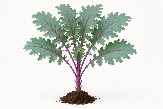 Kale Red Russian Show the entire, mature plant upright with true-to-type, healthy foliage, the edible part visible, and in a small clump of natural soil. Use a solid, clean white background in a high-detail, fresh botanical catalog style for an online store.
Also show a close-up of the mature edible part (such as fruit, leaf, head, or flower) alone, on the same solid white background with accurate color, texture, and premium, fresh-picked appearance
