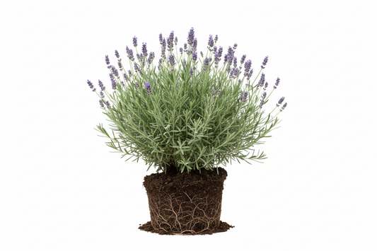 Lavanda Fernleaf Orgánica