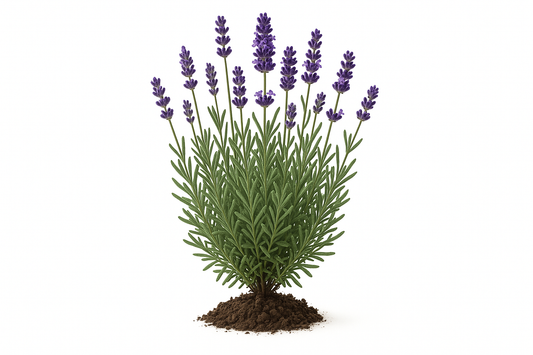lavender munstead Show the entire, mature plant upright with true-to-type, healthy foliage, and in a small clump of natural soil. Use a solid, clean white background in a high-detail, fresh botanical catalog style for an online store.