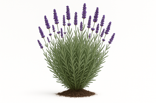 lavender phenomenal Show the entire, mature plant upright with true-to-type, healthy foliage, and in a small clump of natural soil. Use a solid, clean white background in a high-detail, fresh botanical catalog style for an online store.