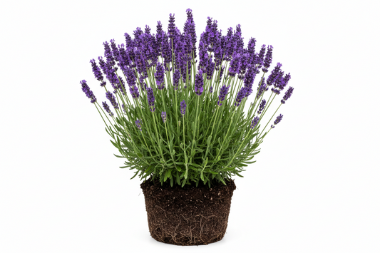 Lavender Royal Velvet