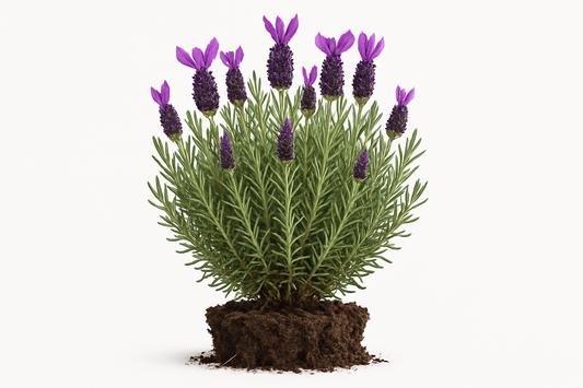 lavender Spanish "Otto Quast" Show the entire, mature plant upright with true-to-type, healthy foliage, and in a small clump of natural soil. Use a solid, clean white background in a high-detail, fresh botanical catalog style for an online store.