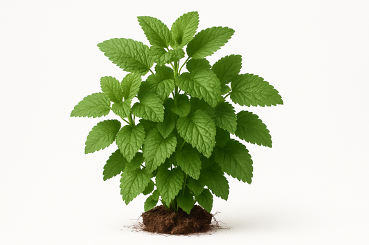 lemon balm Show the entire, mature plant upright with true-to-type, healthy foliage, and in a small clump of natural soil. Use a solid, clean white background in a high-detail, fresh botanical catalog style for an online store.