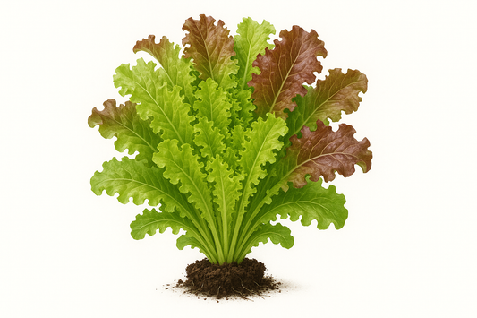 Lettuce Bistro Mix Show the entire, mature plant upright with true-to-type, healthy foliage, the edible part visible, and in a small clump of natural soil. Use a solid, clean white background in a high-detail, fresh botanical catalog style for an online store.
Also show a close-up of the mature edible part (such as fruit, leaf, head, or flower) alone, on the same solid white background with accurate color, texture, and premium, fresh-picked appearance
