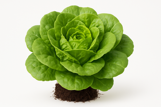 Lettuce Buttercrunch Show the entire, mature plant upright with true-to-type, healthy foliage, the edible part visible, and in a small clump of natural soil. Use a solid, clean white background in a high-detail, fresh botanical catalog style for an online store.
Also show a close-up of the mature edible part (such as fruit, leaf, head, or flower) alone, on the same solid white background with accurate color, texture, and premium, fresh-picked appearance
