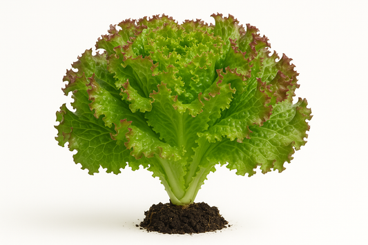 Lettuce Drunken Woman Frizzy Show the entire, mature plant upright with true-to-type, healthy foliage, the edible part visible, and in a small clump of natural soil. Use a solid, clean white background in a high-detail, fresh botanical catalog style for an online store.
Also show a close-up of the mature edible part (such as fruit, leaf, head, or flower) alone, on the same solid white background with accurate color, texture, and premium, fresh-picked appearance
