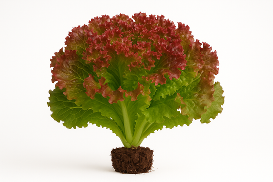 Lettuce New Red Fire, Show the entire, mature plant upright with true-to-type, healthy foliage, the edible part visible, and in a small clump of natural soil. Use a solid, clean white background in a high-detail, fresh botanical catalog style for an online store.
Also show a close-up of the mature edible part (such as fruit, leaf, head, or flower) alone, on the same solid white background with accurate color, texture, and premium, fresh-picked appearance
