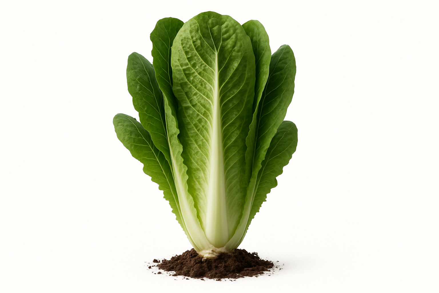 Lettuce Parris Island Cos Show the entire, mature plant upright with true-to-type, healthy foliage, the edible part visible, and in a small clump of natural soil. Use a solid, clean white background in a high-detail, fresh botanical catalog style for an online store.
Also show a close-up of the mature edible part (such as fruit, leaf, head, or flower) alone, on the same solid white background with accurate color, texture, and premium, fresh-picked appearance.
