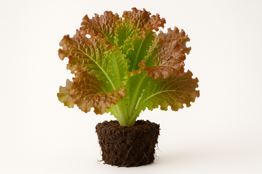 Lettuce Red Sails Show the entire, mature plant upright with true-to-type, healthy foliage, the edible part visible, and in a small clump of natural soil. Use a solid, clean white background in a high-detail, fresh botanical catalog style for an online store.
Also show a close-up of the mature edible part (such as fruit, leaf, head, or flower) alone, on the same solid white background with accurate color, texture, and premium, fresh-picked appearance.
