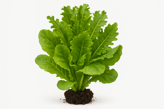 Lettuce SimplySalad® City Garden Mix Show the entire, mature plant upright with true-to-type, healthy foliage, the edible part visible, and in a small clump of natural soil. Use a solid, clean white background in a high-detail, fresh botanical catalog style for an online store.
Also show a close-up of the mature edible part (such as fruit, leaf, head, or flower) alone, on the same solid white background with accurate color, texture, and premium, fresh-picked appearance.
